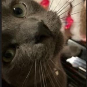 Meet your Posher, Audrey